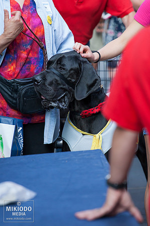 Broadway Barks 2014