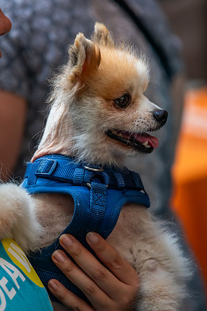 mikiodo240803_9011_LR