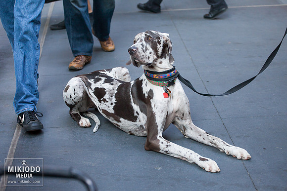 Broadway Barks 2014