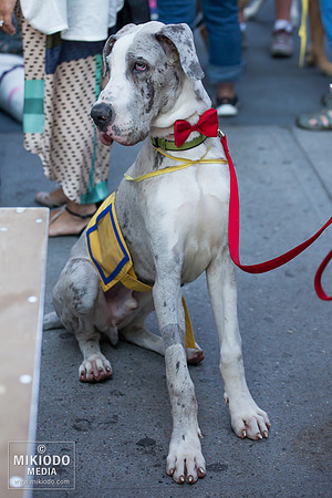 Broadway Barks 2014