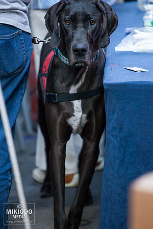 Broadway Barks 2014