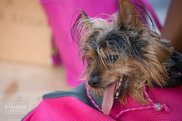 Broadway Barks 2014