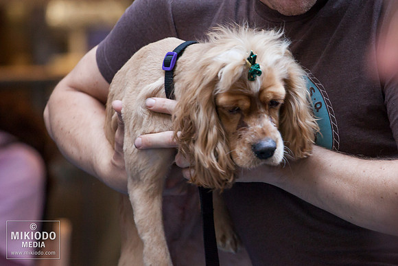 Broadway Barks 2014