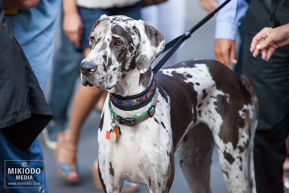 Broadway Barks 2014