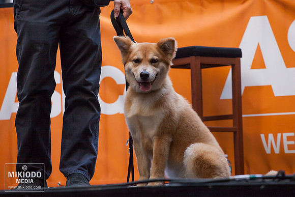 Broadway Barks 2014