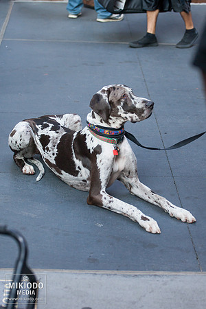 Broadway Barks 2014
