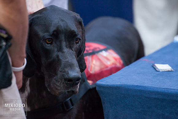 Broadway Barks 2014