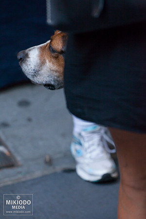 Broadway Barks 2014