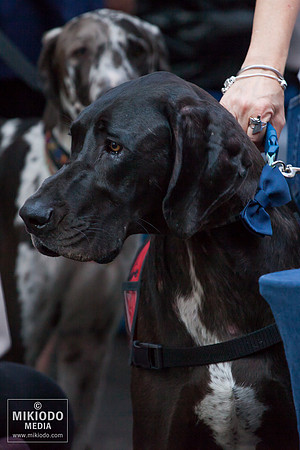 Broadway Barks 2014