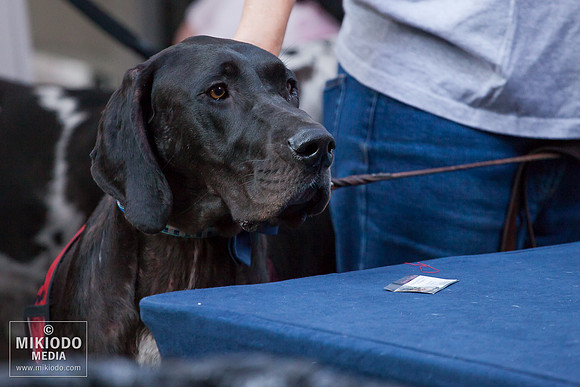 Broadway Barks 2014