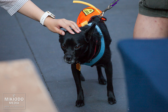 Broadway Barks 2014