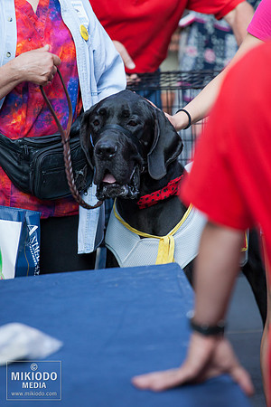 Broadway Barks 2014