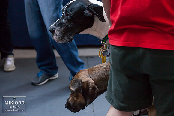 Broadway Barks 2014