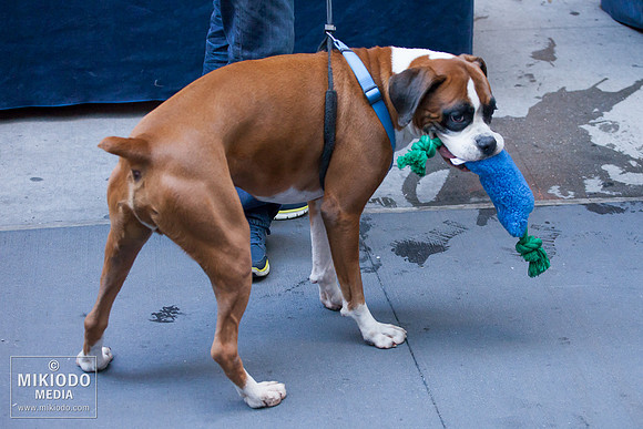 Broadway Barks 2014