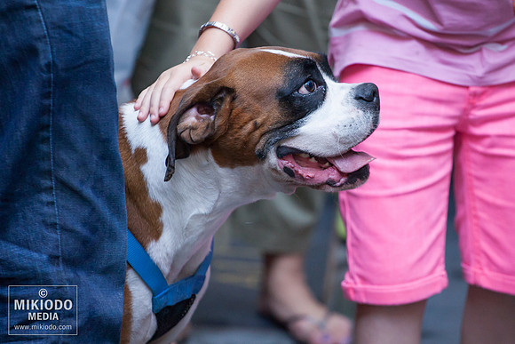Broadway Barks 2014