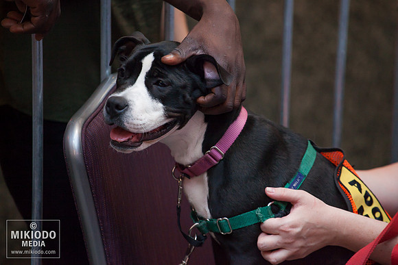 Broadway Barks 2014