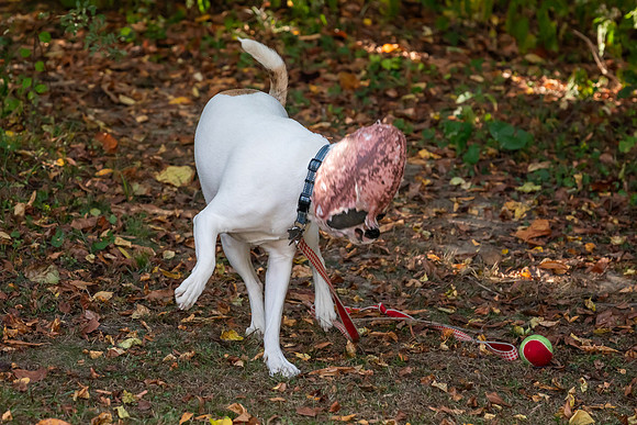 mikiodo241005_3979_LR
