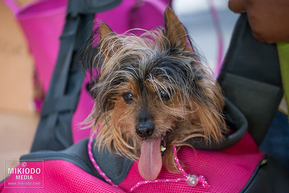 Broadway Barks 2014